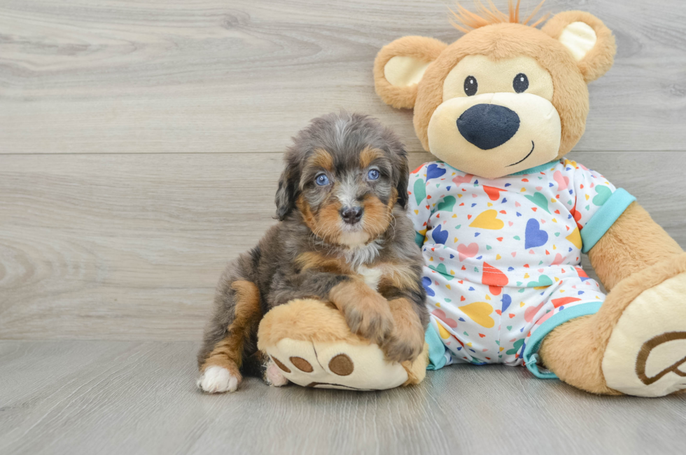 6 week old Mini Bernedoodle Puppy For Sale - Puppy Love PR