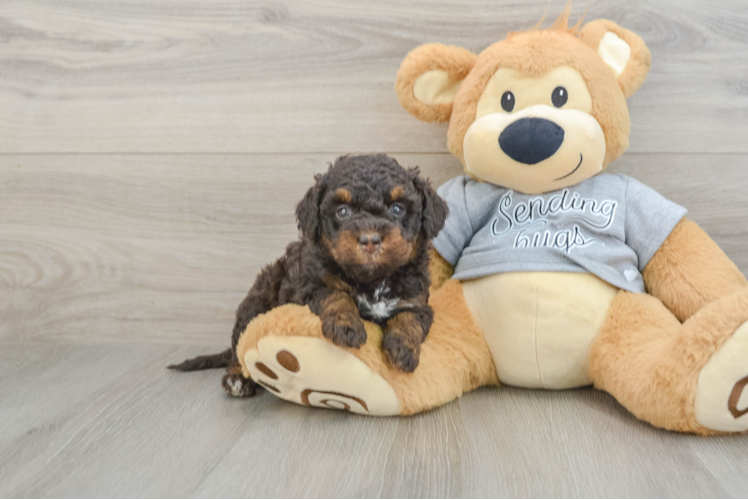 Best Mini Bernedoodle Baby