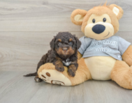 8 week old Mini Bernedoodle Puppy For Sale - Puppy Love PR