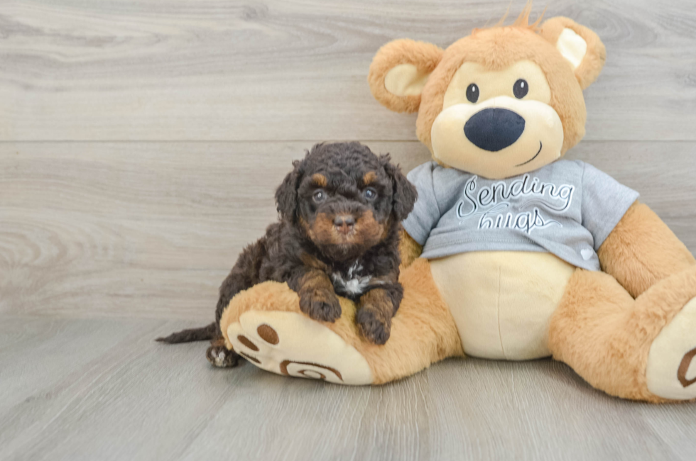 7 week old Mini Bernedoodle Puppy For Sale - Puppy Love PR