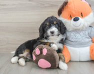 6 week old Mini Bernedoodle Puppy For Sale - Puppy Love PR