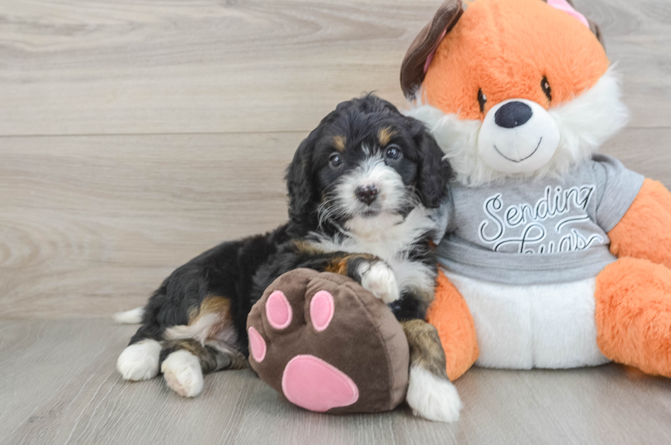 6 week old Mini Bernedoodle Puppy For Sale - Puppy Love PR