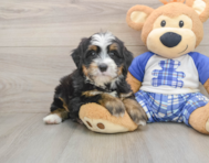 7 week old Mini Bernedoodle Puppy For Sale - Puppy Love PR