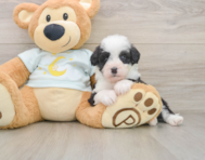 8 week old Mini Bernedoodle Puppy For Sale - Puppy Love PR