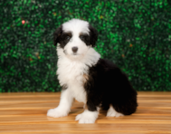 9 week old Mini Bernedoodle Puppy For Sale - Puppy Love PR