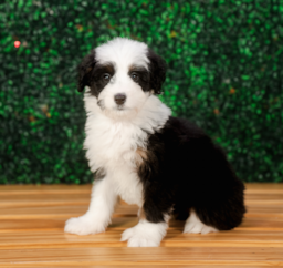 9 week old Mini Bernedoodle Puppy For Sale - Puppy Love PR