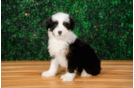 Mini Bernedoodle Pup Being Cute