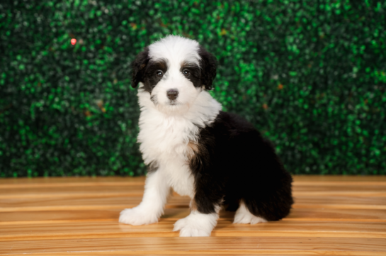 Mini Bernedoodle Pup Being Cute