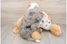 Happy Mini Bernedoodle Baby