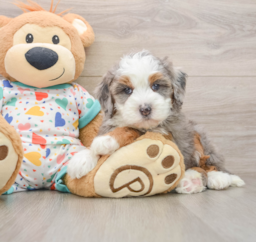 5 week old Mini Bernedoodle Puppy For Sale - Puppy Love PR