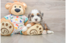 Mini Bernedoodle Pup Being Cute