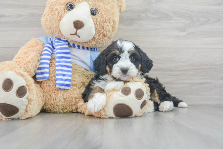 Meet Razzle - our Mini Bernedoodle Puppy Photo 1/3 - Puppy Love PR Best Mini Bernedoodle Baby