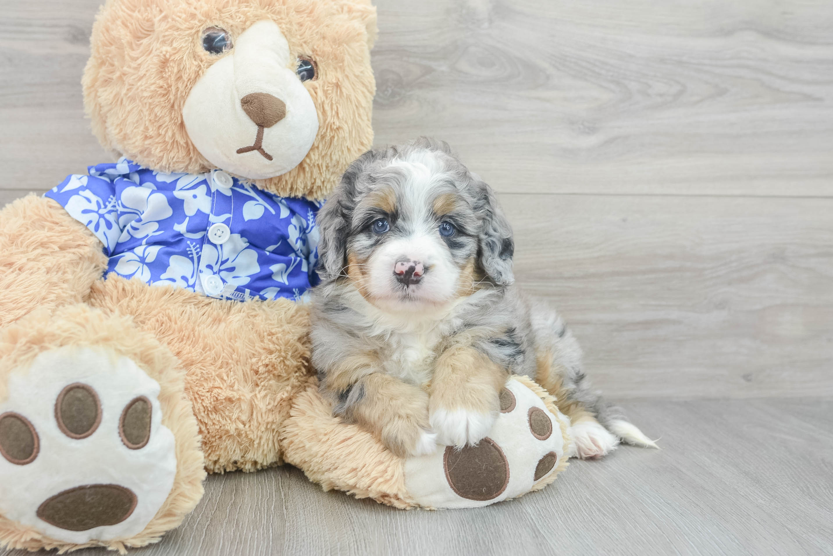 Playful Mini Berniedoodle Poodle Mix Puppy