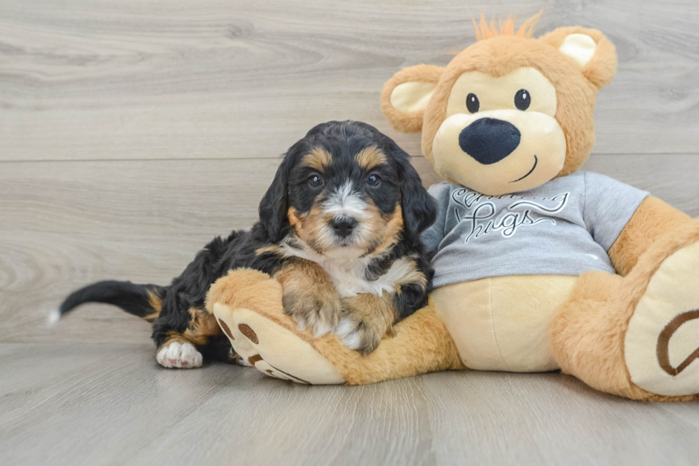 Mini Bernedoodle Pup Being Cute