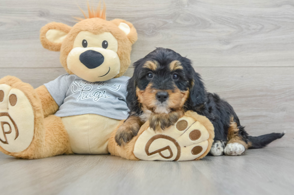 8 week old Mini Bernedoodle Puppy For Sale - Puppy Love PR