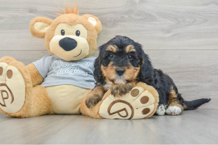 Meet Razzle - our Mini Bernedoodle Puppy Photo 1/3 - Puppy Love PR Friendly Mini Bernedoodle Baby