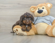 8 week old Mini Bernedoodle Puppy For Sale - Puppy Love PR