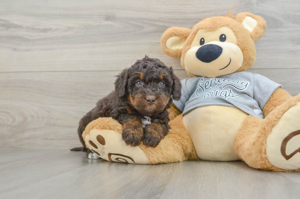 7 week old Mini Bernedoodle Puppy For Sale - Puppy Love PR