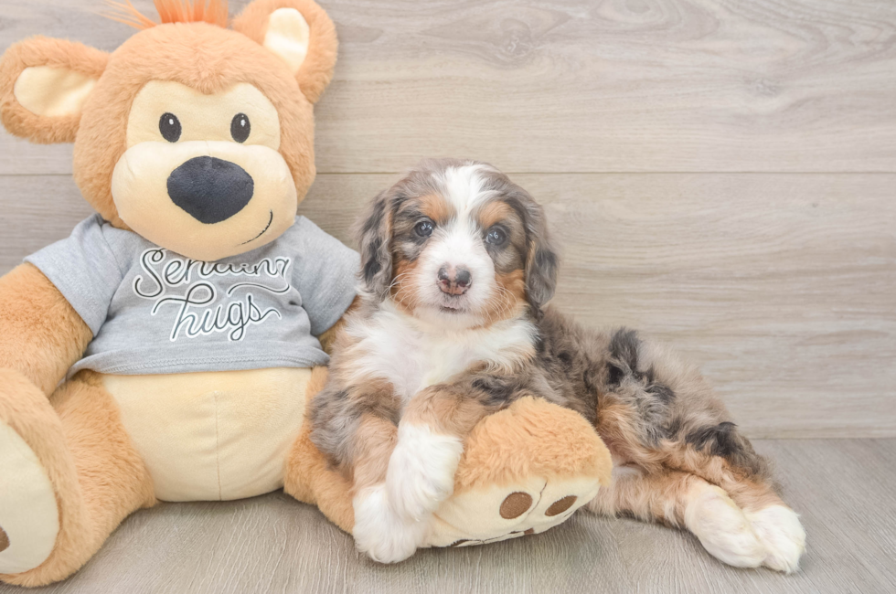 5 week old Mini Bernedoodle Puppy For Sale - Puppy Love PR