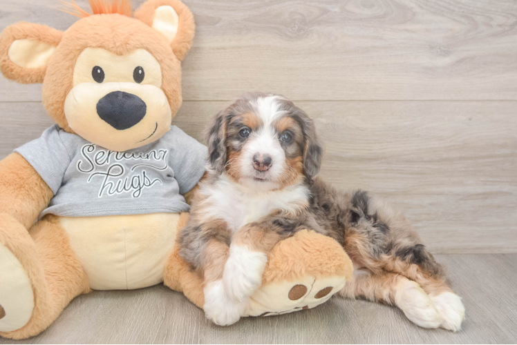 Meet Razzle - our Mini Bernedoodle Puppy Photo 1/3 - Puppy Love PR Mini Bernedoodle Pup Being Cute