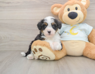 8 week old Mini Bernedoodle Puppy For Sale - Puppy Love PR