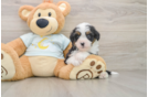 Best Mini Bernedoodle Baby