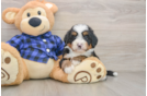 Little Mini Bernese Poodle Poodle Mix Puppy