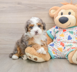 5 week old Mini Bernedoodle Puppy For Sale - Puppy Love PR