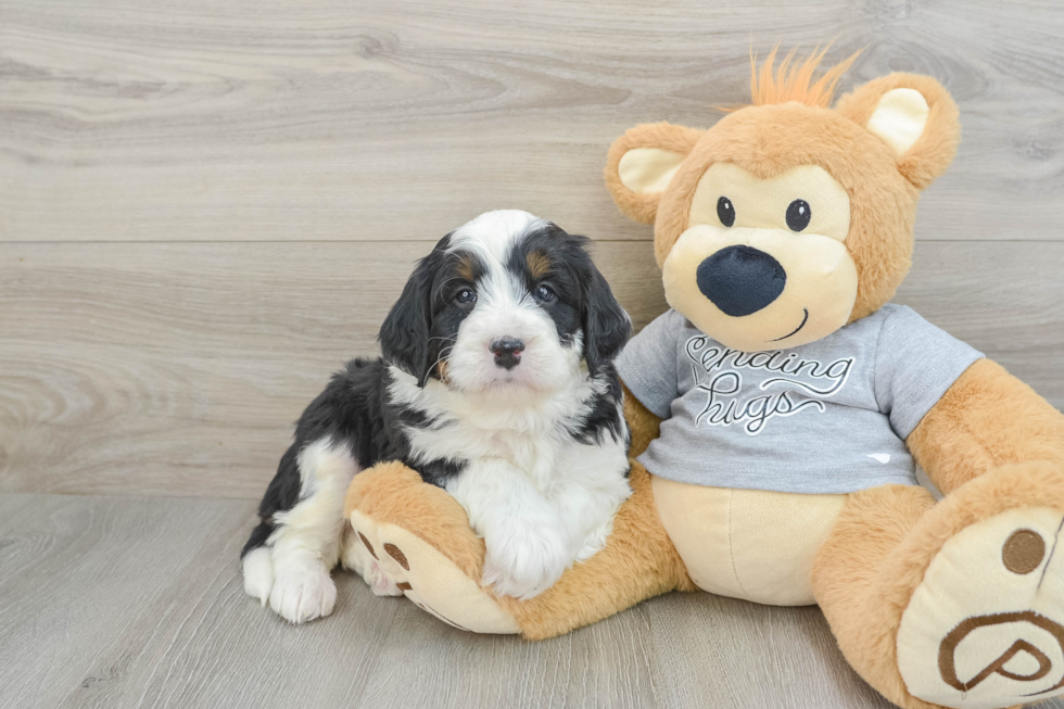 Mini Bernedoodle Puppy for Adoption