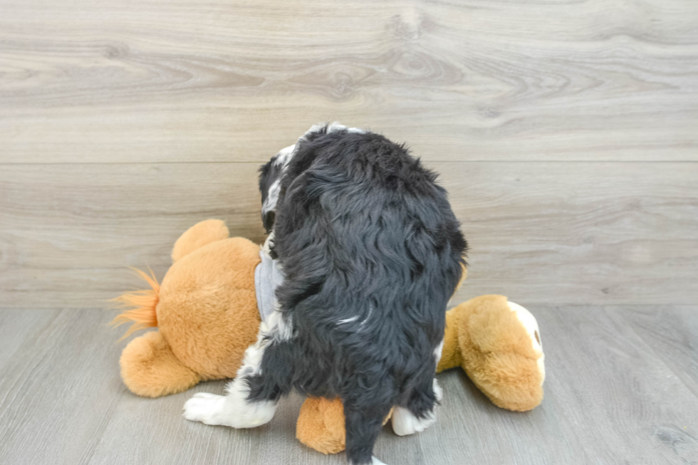 Mini Bernedoodle Pup Being Cute