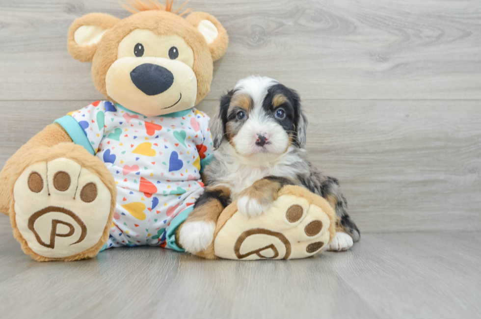 6 week old Mini Bernedoodle Puppy For Sale - Puppy Love PR