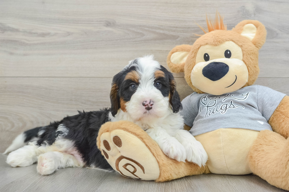 8 week old Mini Bernedoodle Puppy For Sale - Puppy Love PR