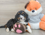 6 week old Mini Bernedoodle Puppy For Sale - Puppy Love PR
