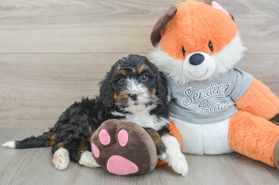 6 week old Mini Bernedoodle Puppy For Sale - Puppy Love PR