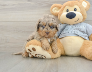 8 week old Mini Bernedoodle Puppy For Sale - Puppy Love PR