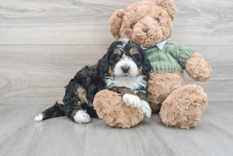 Meet Rigby - our Mini Bernedoodle Puppy Photo 1/3 - Puppy Love PR Friendly Mini Bernedoodle Baby