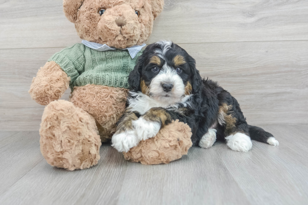 Mini Bernedoodle Puppy for Adoption