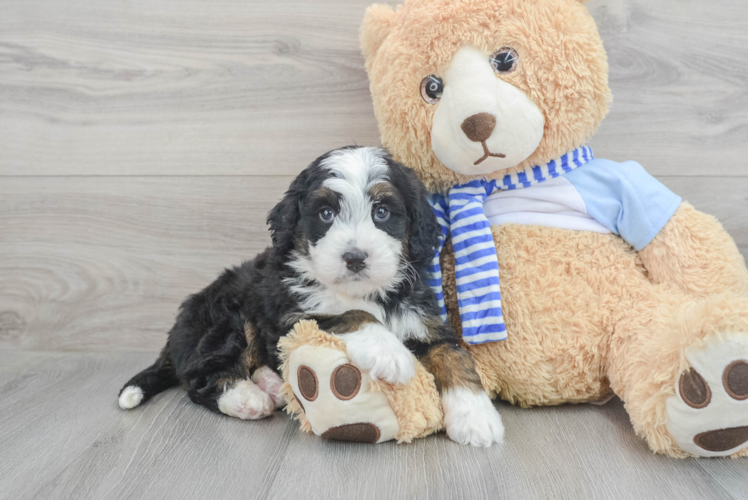 Meet Rigby - our Mini Bernedoodle Puppy Photo 1/3 - Puppy Love PR Mini Bernedoodle Pup Being Cute