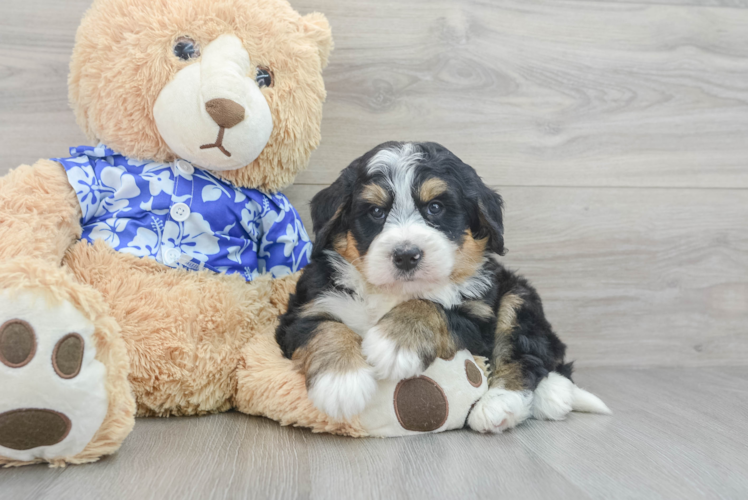 Meet Rigby - our Mini Bernedoodle Puppy Photo 1/3 - Puppy Love PR Best Mini Bernedoodle Baby