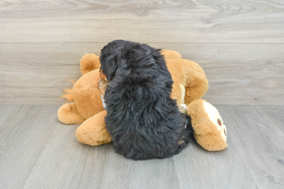 Energetic Mini Bernesedoodle Poodle Mix Puppy