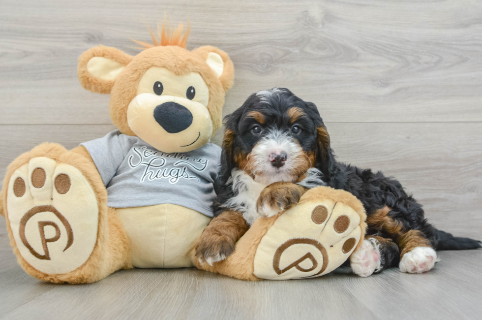 8 week old Mini Bernedoodle Puppy For Sale - Puppy Love PR