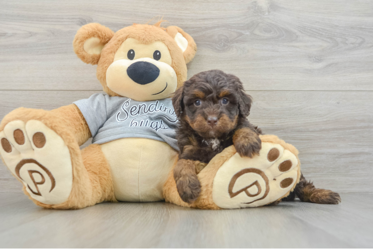 Mini Bernedoodle Puppy for Adoption