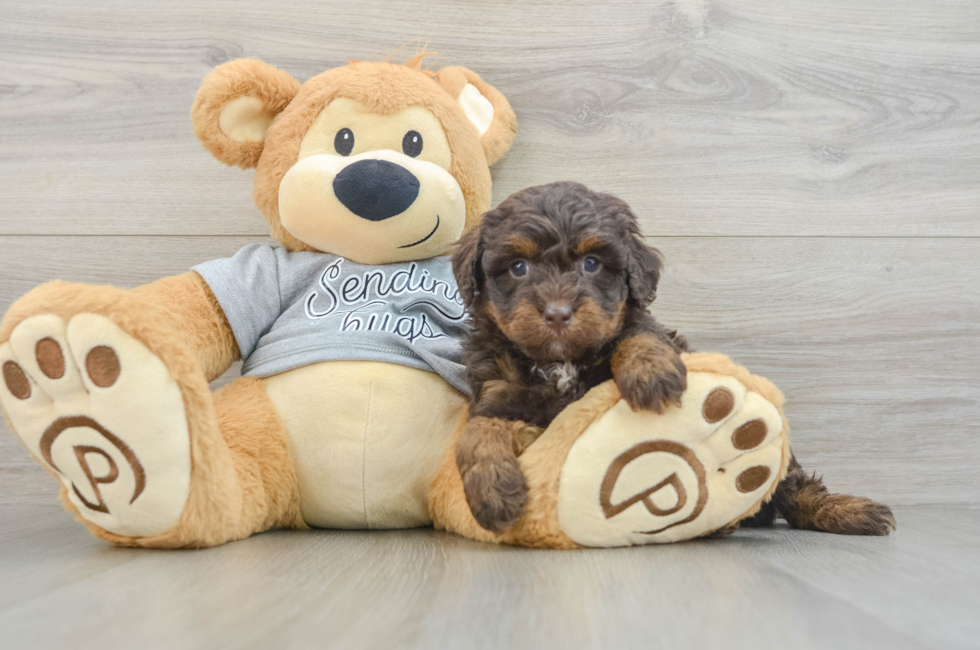 6 week old Mini Bernedoodle Puppy For Sale - Puppy Love PR