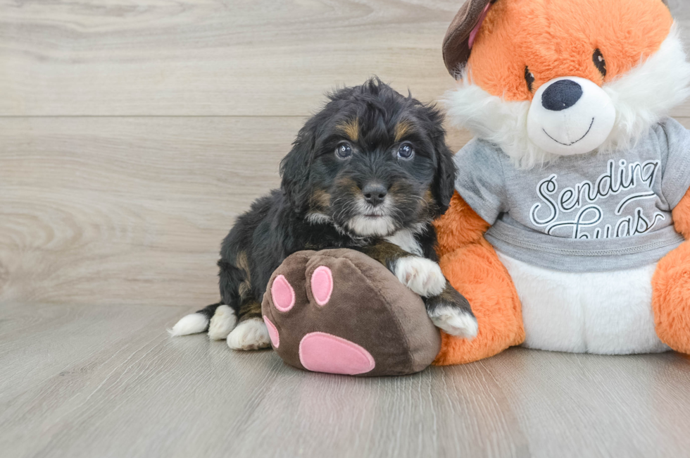 6 week old Mini Bernedoodle Puppy For Sale - Puppy Love PR