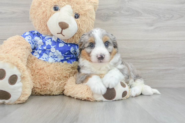 Meet Rikki - our Mini Bernedoodle Puppy Photo 1/3 - Puppy Love PR Mini Bernedoodle Puppy for Adoption