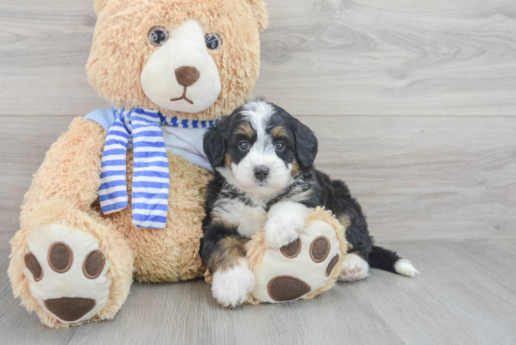Meet River - our Mini Bernedoodle Puppy Photo 1/3 - Puppy Love PR Mini Bernedoodle Pup Being Cute