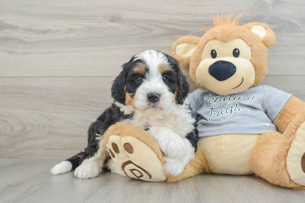 Mini Bernedoodle Pup Being Cute