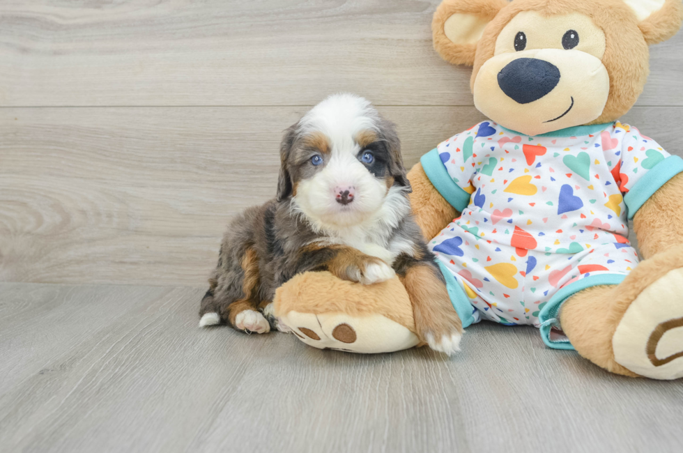 6 week old Mini Bernedoodle Puppy For Sale - Puppy Love PR