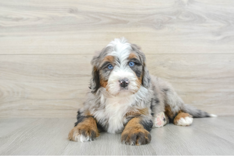 Meet Rivian - our Mini Bernedoodle Puppy Photo 1/3 - Puppy Love PR Smart Mini Bernedoodle Poodle Mix Pup