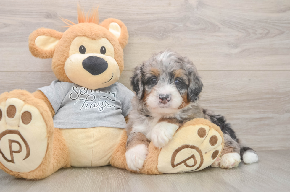 6 week old Mini Bernedoodle Puppy For Sale - Puppy Love PR
